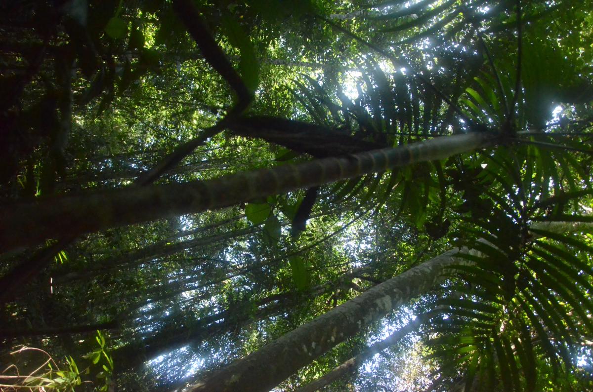Pinang hutan