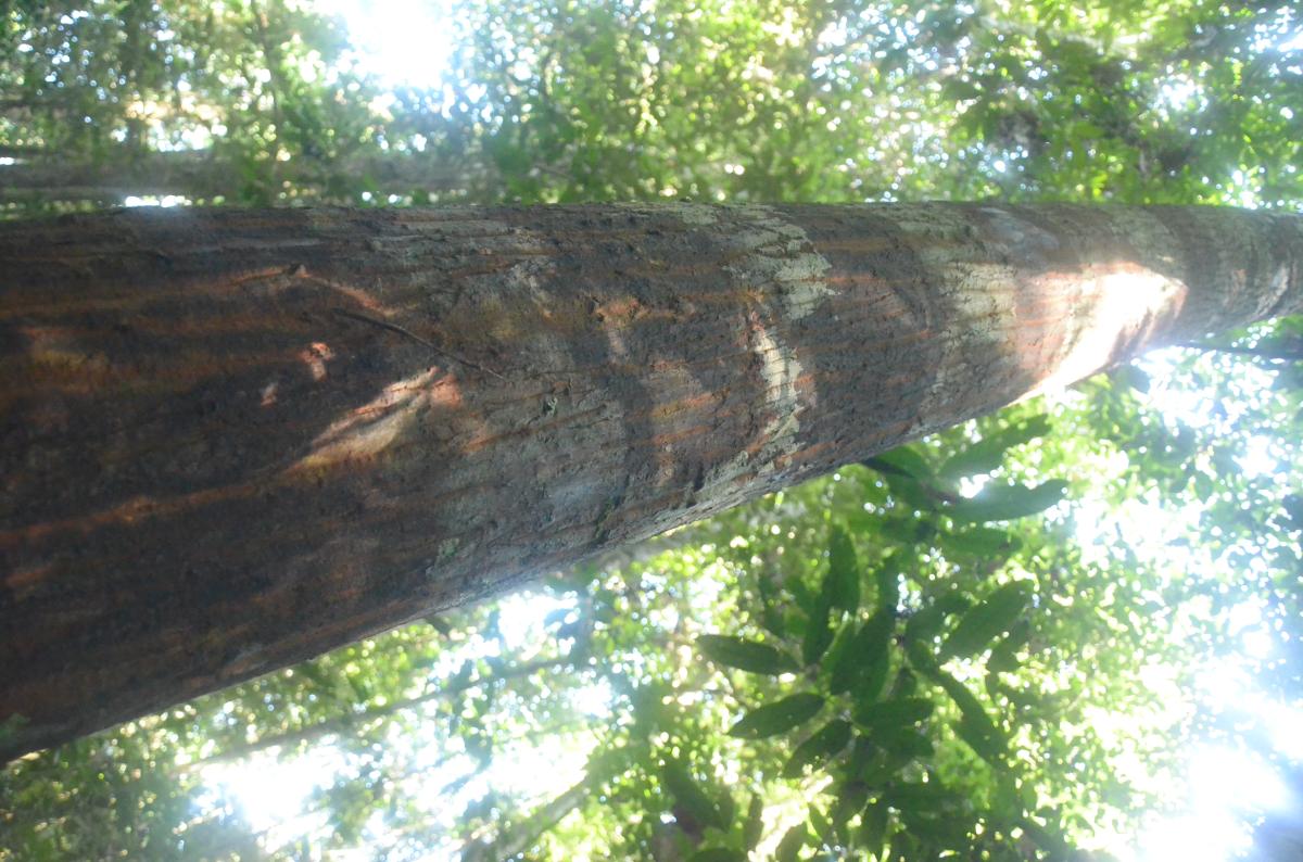 Pala hutan
