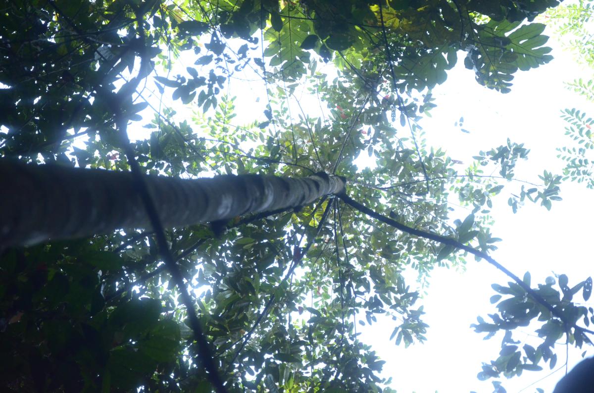 Durian hutan